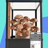 Review20Lykyn20Automated20Mushroom20Grow20Box2010202620top20art20SOURCE20Lykyn